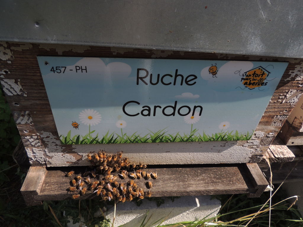 La ruche Cardon