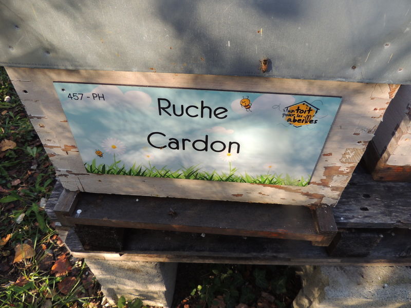 La ruche Cardon