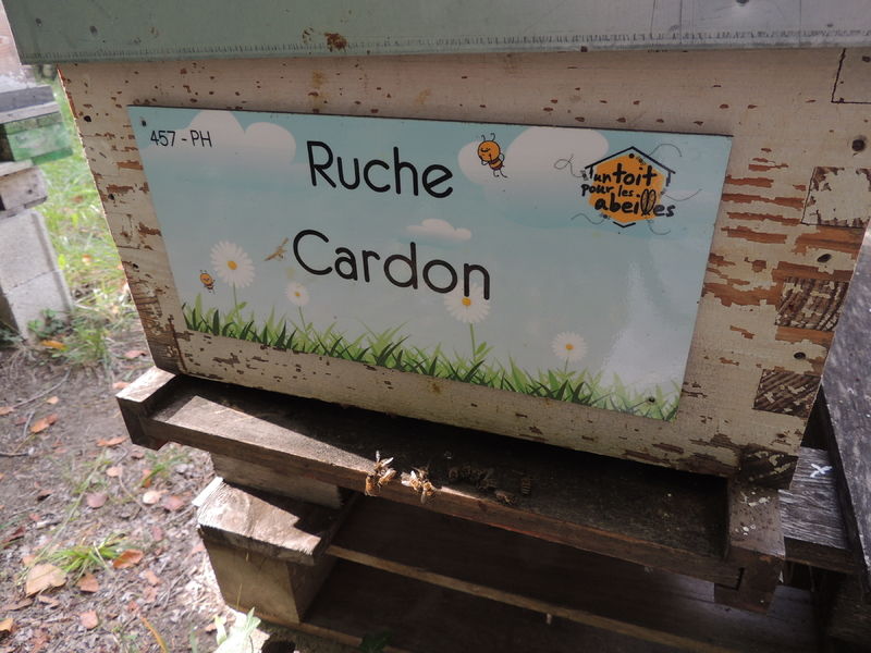 La ruche Cardon