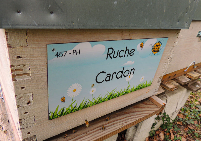 La ruche Cardon