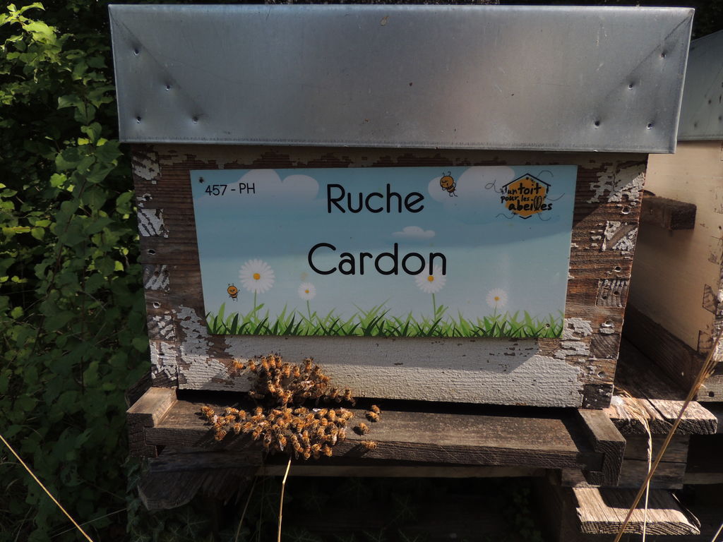 La ruche Cardon