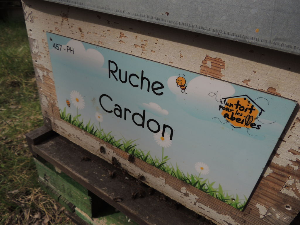 La ruche Cardon