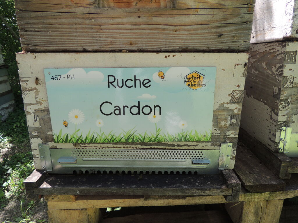 La ruche Cardon