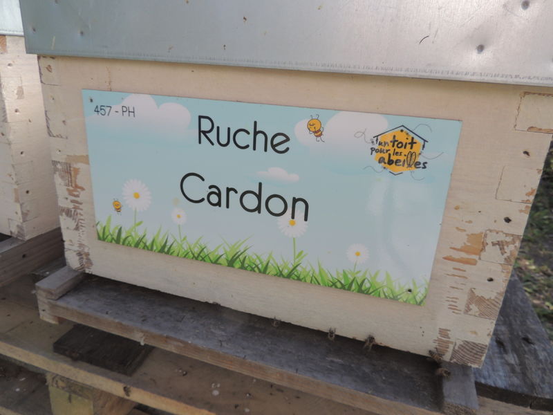 La ruche Cardon