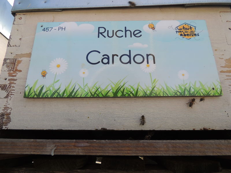 La ruche Cardon