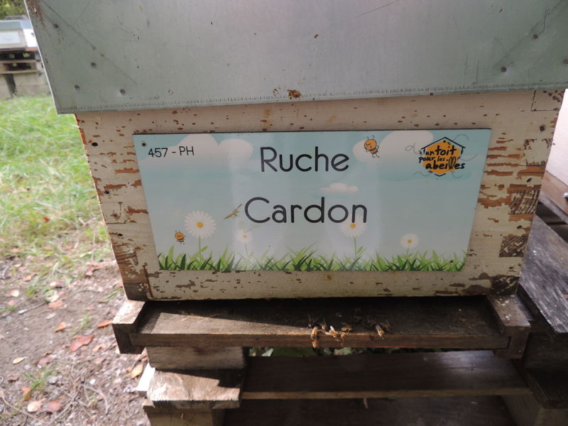 La ruche Cardon