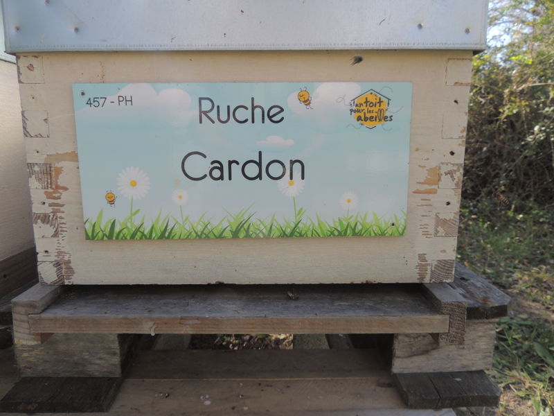 La ruche Cardon