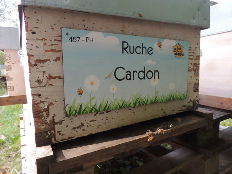 La ruche Cardon