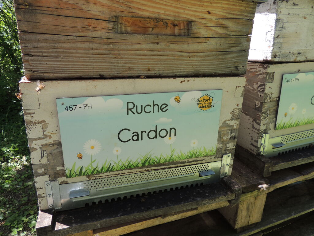 La ruche Cardon