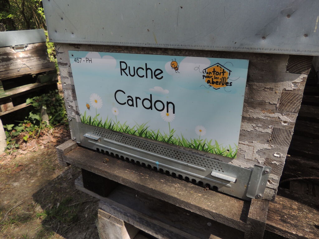 La ruche Cardon