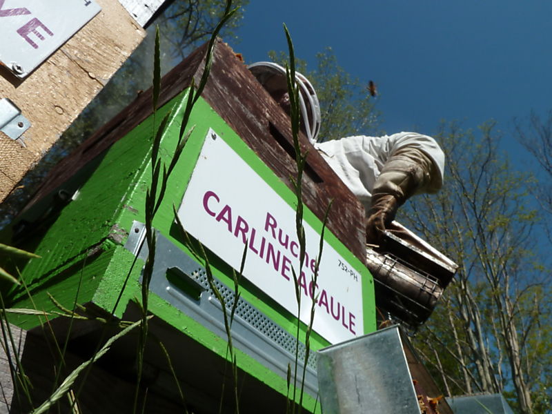 La ruche Carline acaule