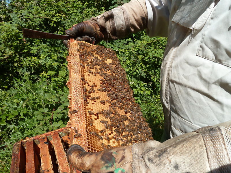 La ruche Carline acaule