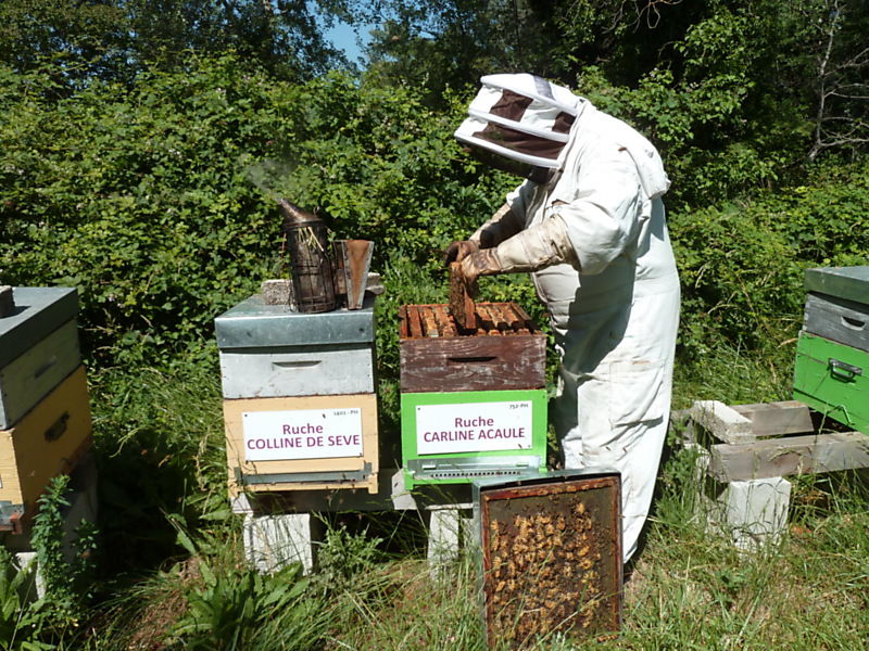 La ruche Carline acaule