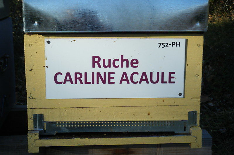 La ruche Carline acaule