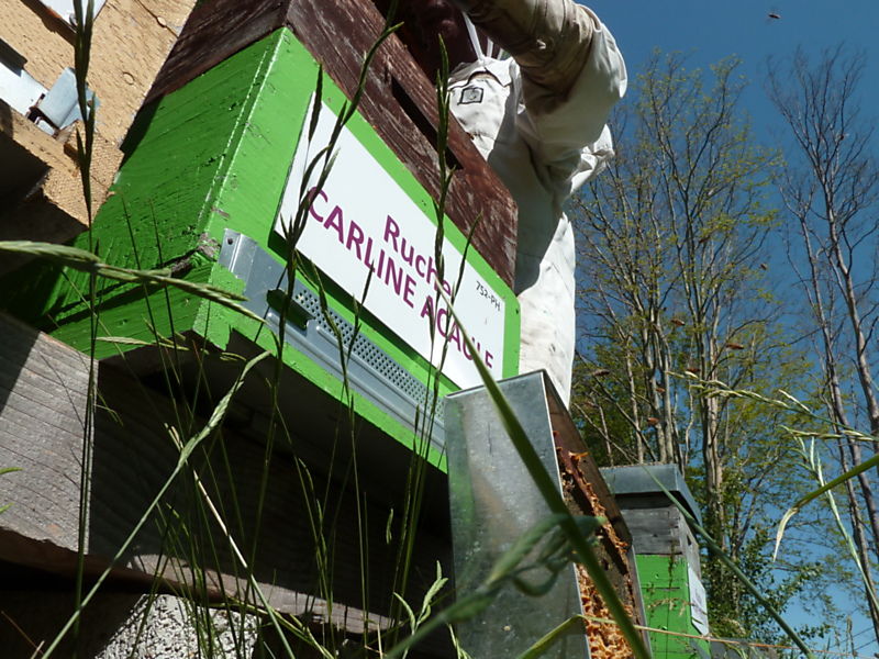 La ruche Carline acaule