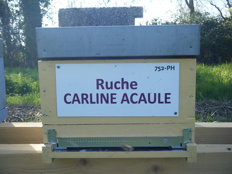 La ruche Carline acaule