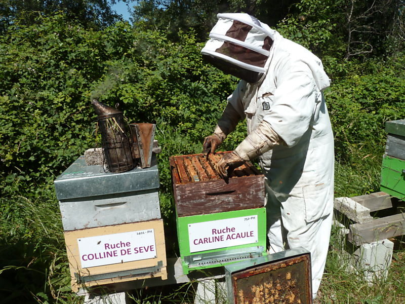 La ruche Carline acaule
