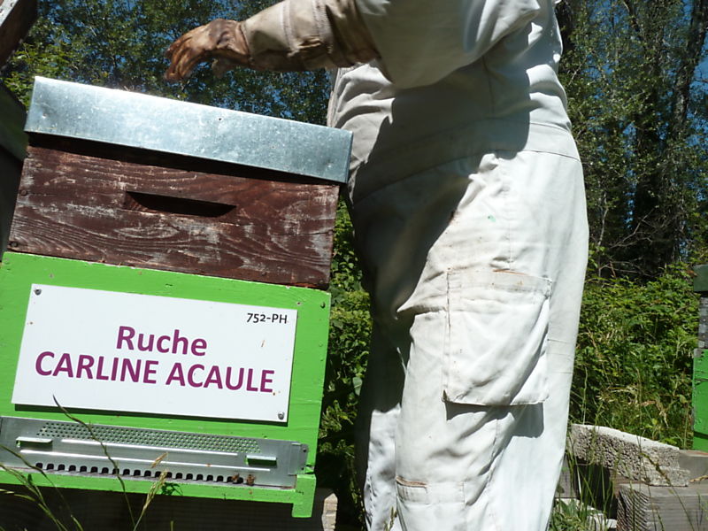 La ruche Carline acaule