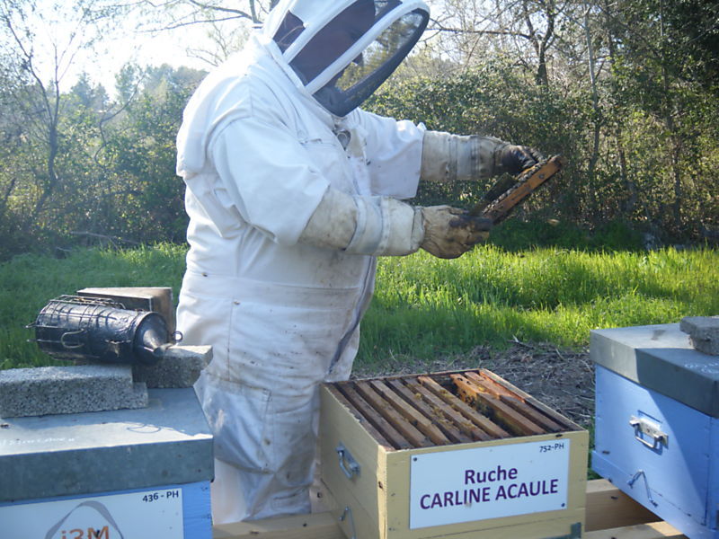 La ruche Carline acaule