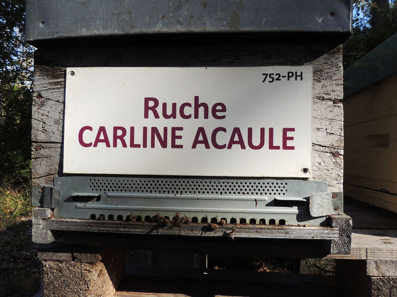 La ruche Carline acaule