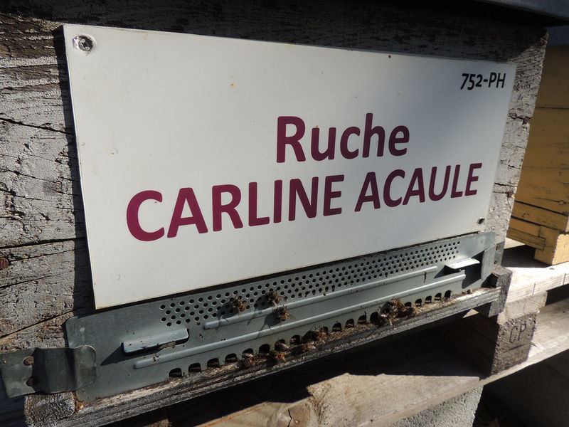 La ruche Carline acaule