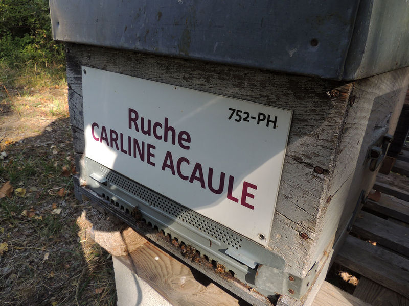 La ruche Carline acaule