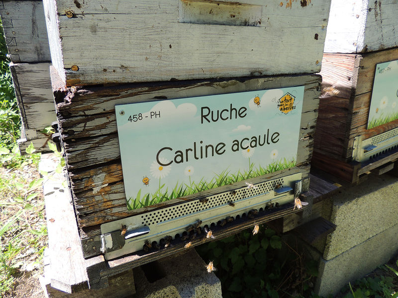 La ruche Carline acaule