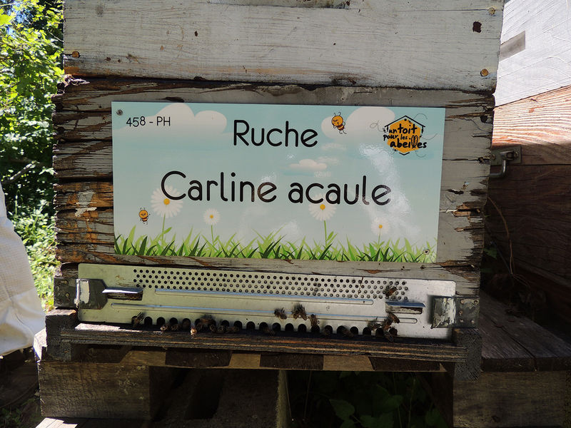 La ruche Carline acaule
