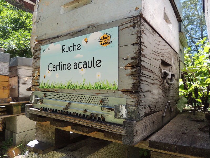 La ruche Carline acaule