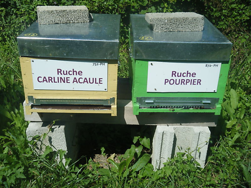 La ruche Carline acaule