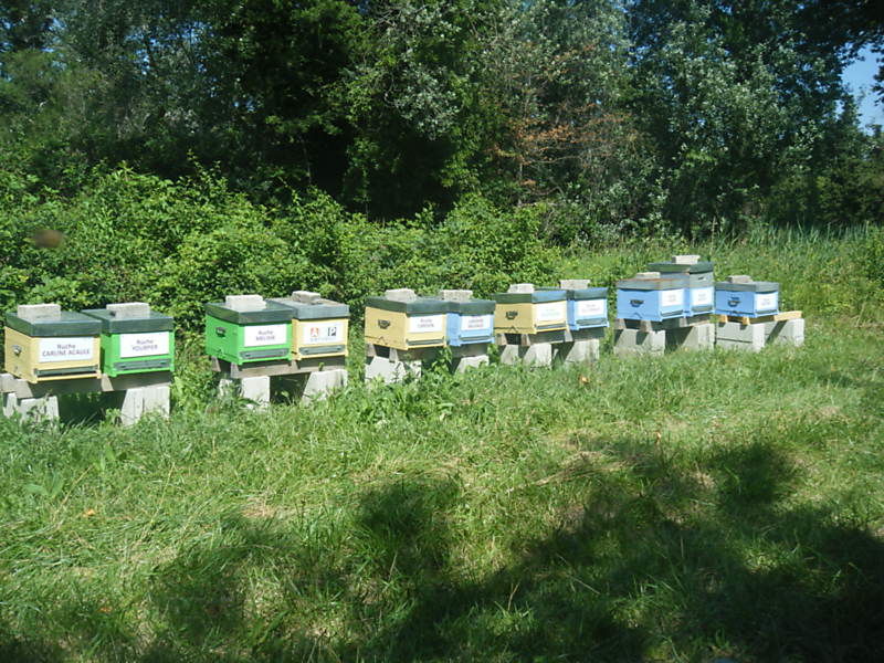 La ruche Carline acaule