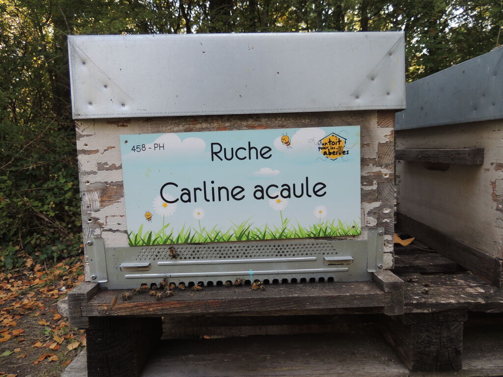 La ruche Carline acaule