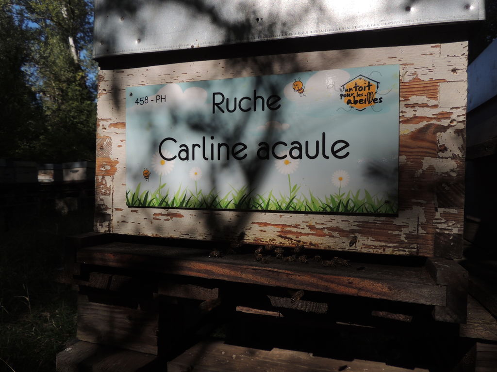 La ruche Carline acaule