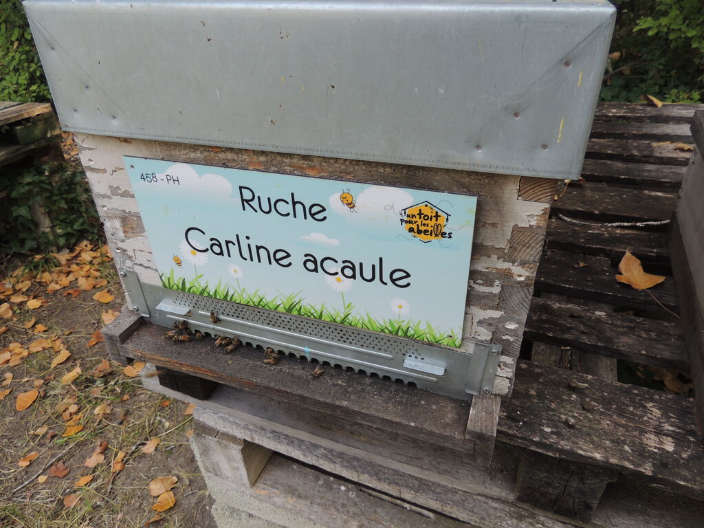 La ruche Carline acaule