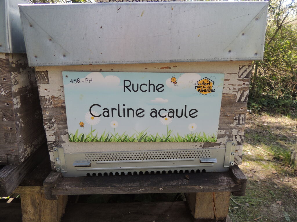 La ruche Carline acaule