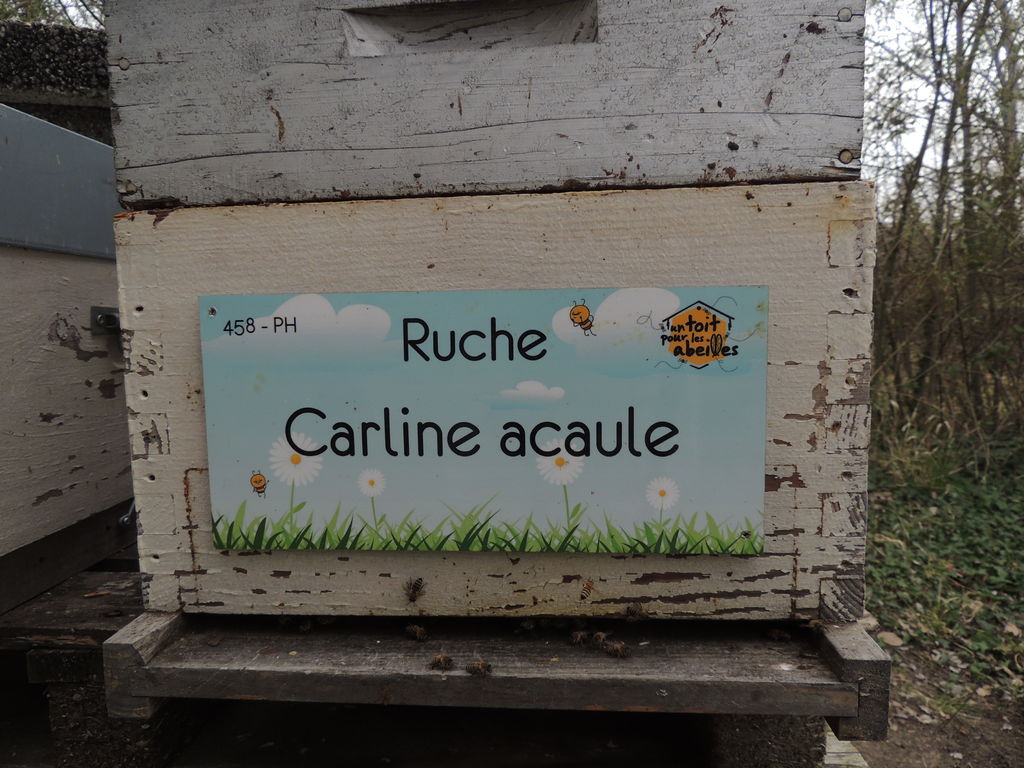 La ruche Carline acaule