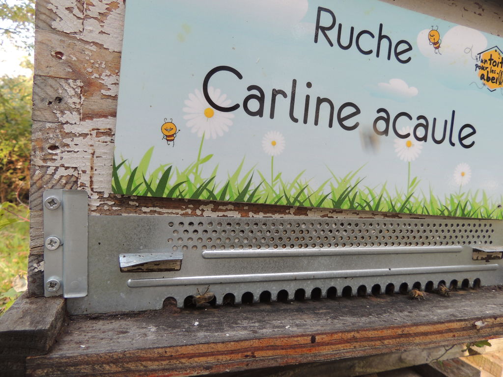 La ruche Carline acaule