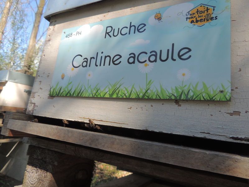 La ruche Carline acaule