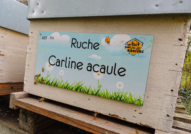 La ruche Carline acaule