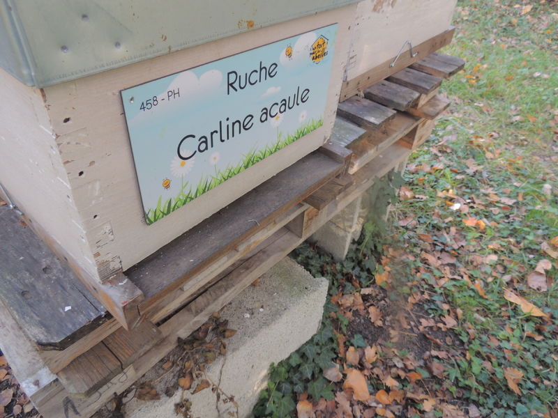 La ruche