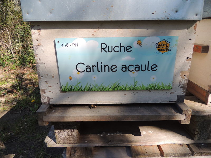 La ruche Carline acaule