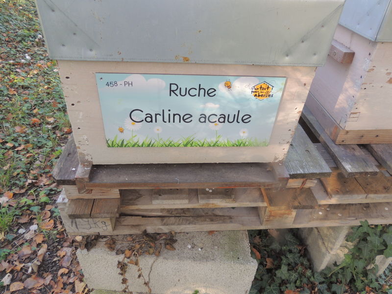 La ruche Carline acaule