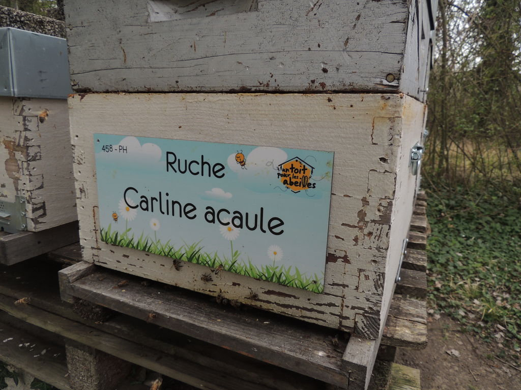 La ruche Carline acaule