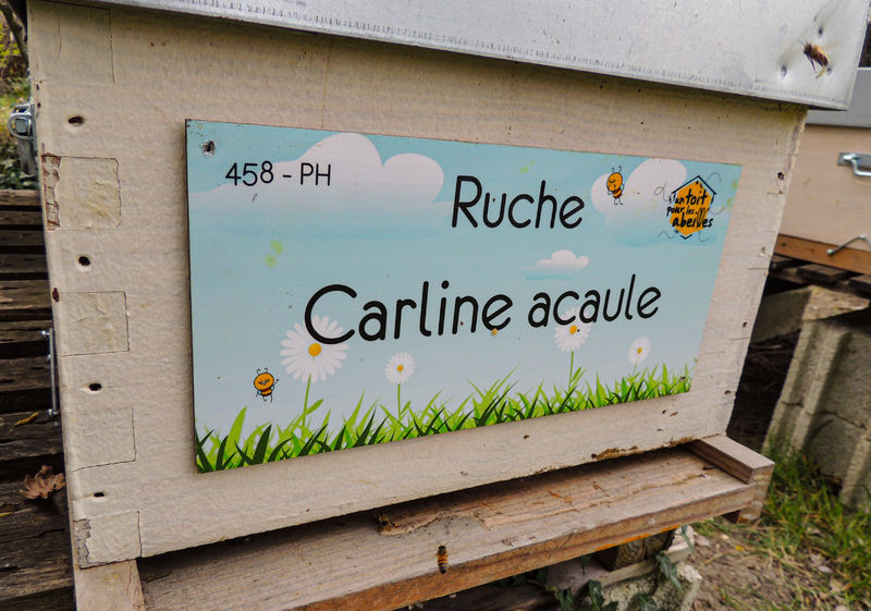 La ruche Carline acaule