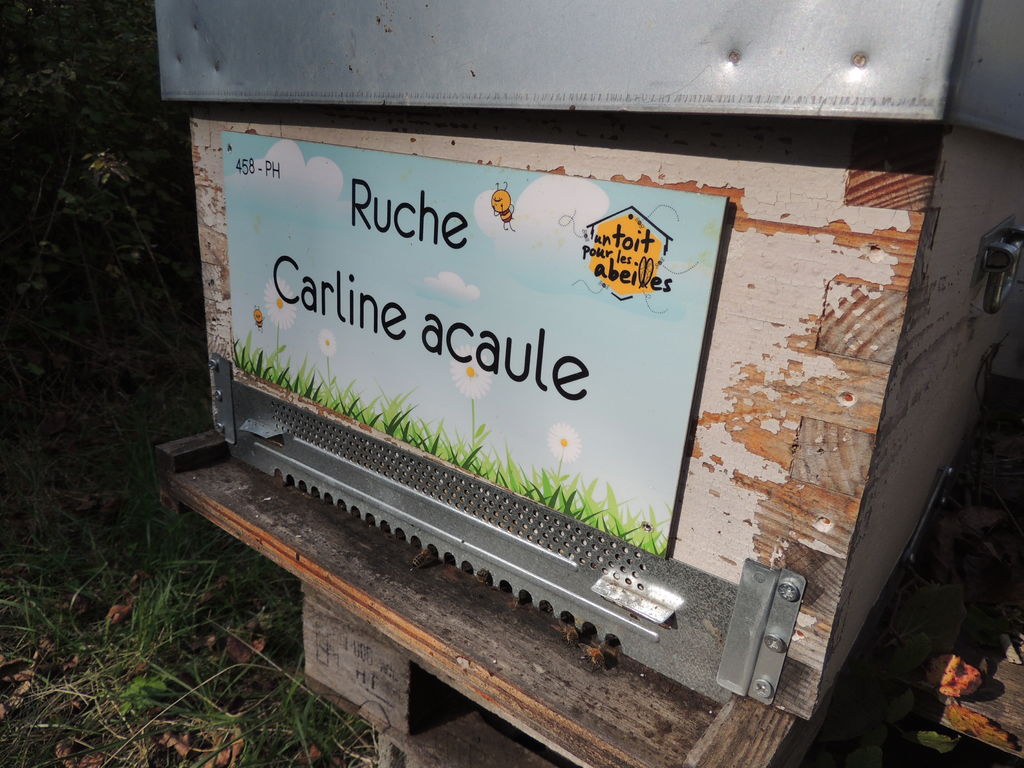 La ruche Carline acaule