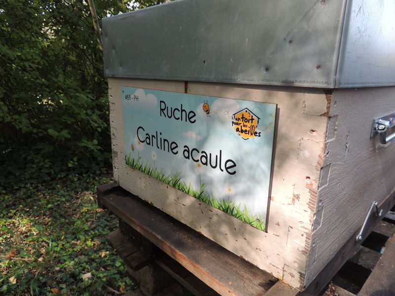 La ruche Carline acaule