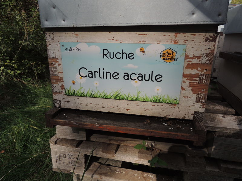 La ruche Carline acaule