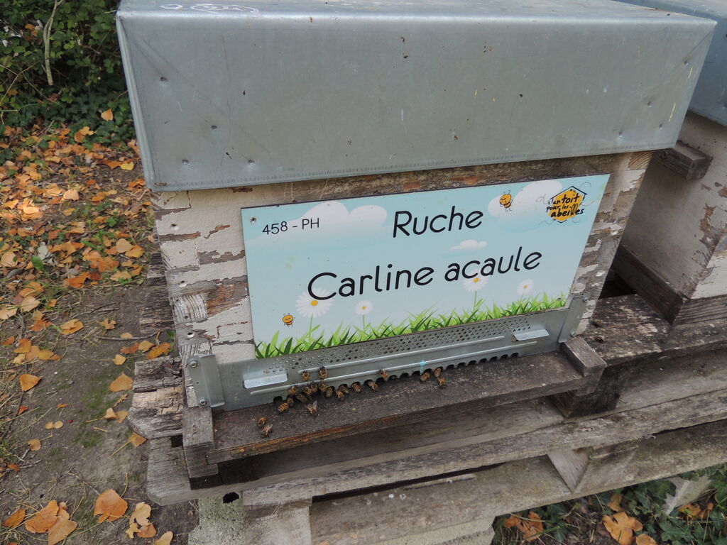 La ruche Carline acaule