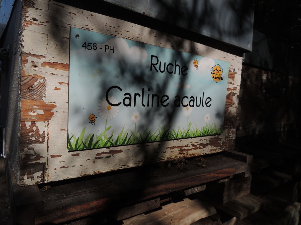 La ruche Carline acaule