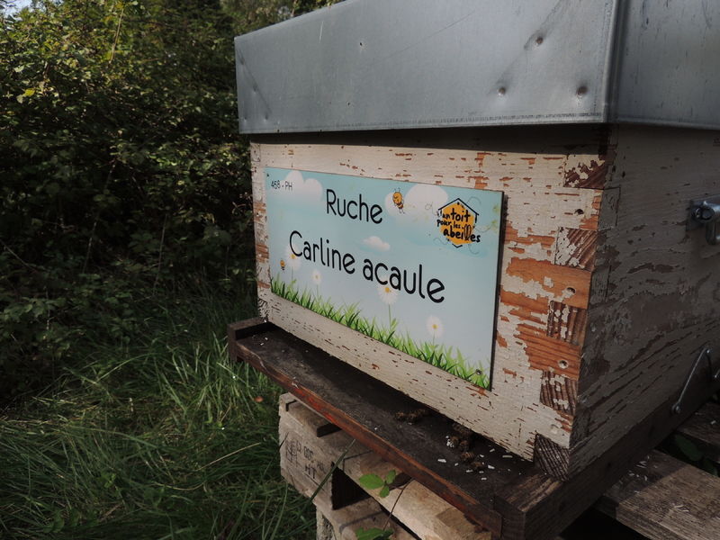 La ruche Carline acaule